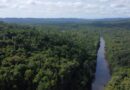 Amapá alcança taxa zero de desmatamento em 2024 e se consolida líder em preservação ambiental, aponta Inpe